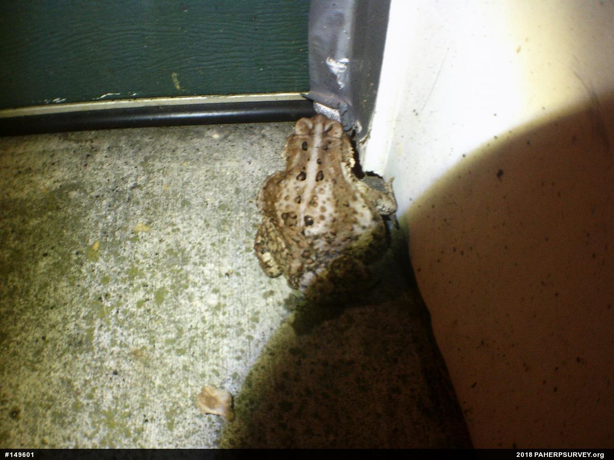 Eastern American Toad