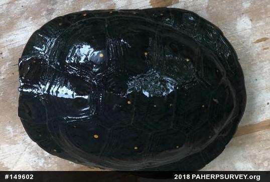 Spotted Turtle