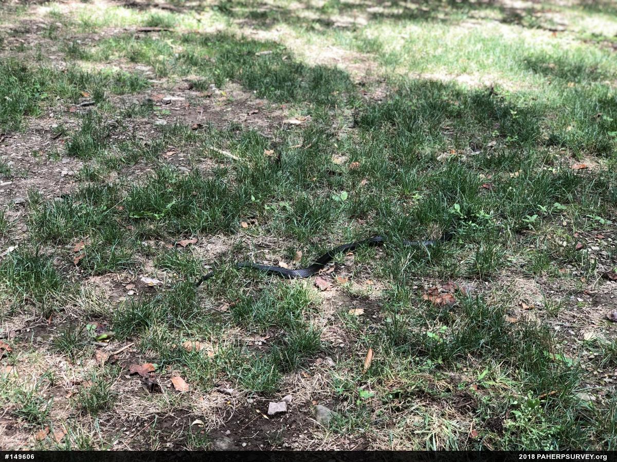 Eastern Ratsnake