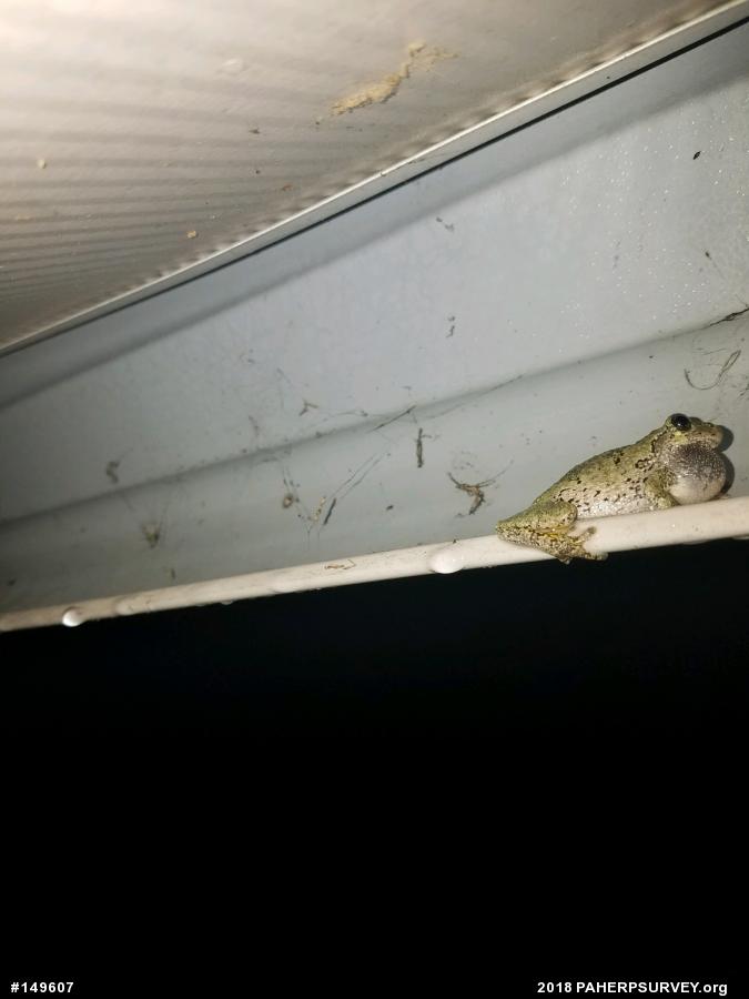 Unknown Gray Treefrog