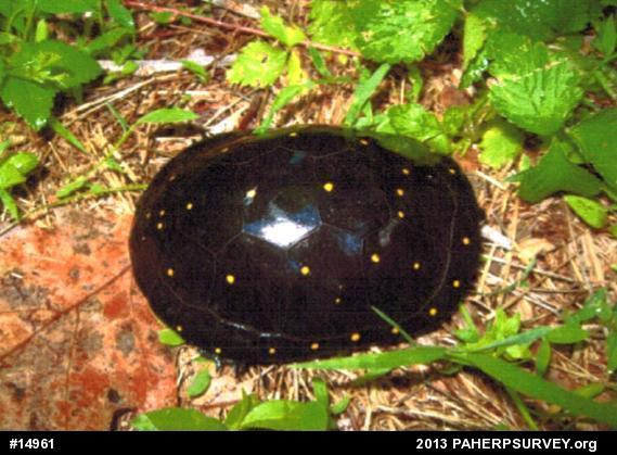Spotted Turtle