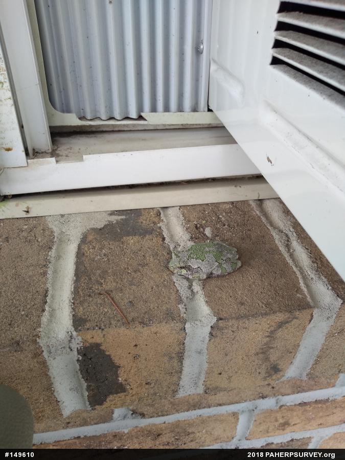 Unknown Gray Treefrog