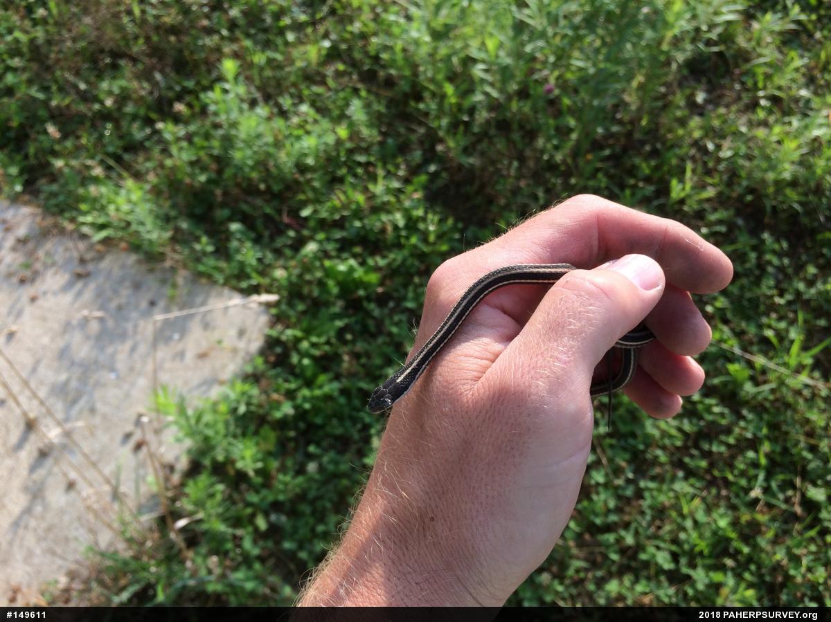 Eastern Ribbonsnake