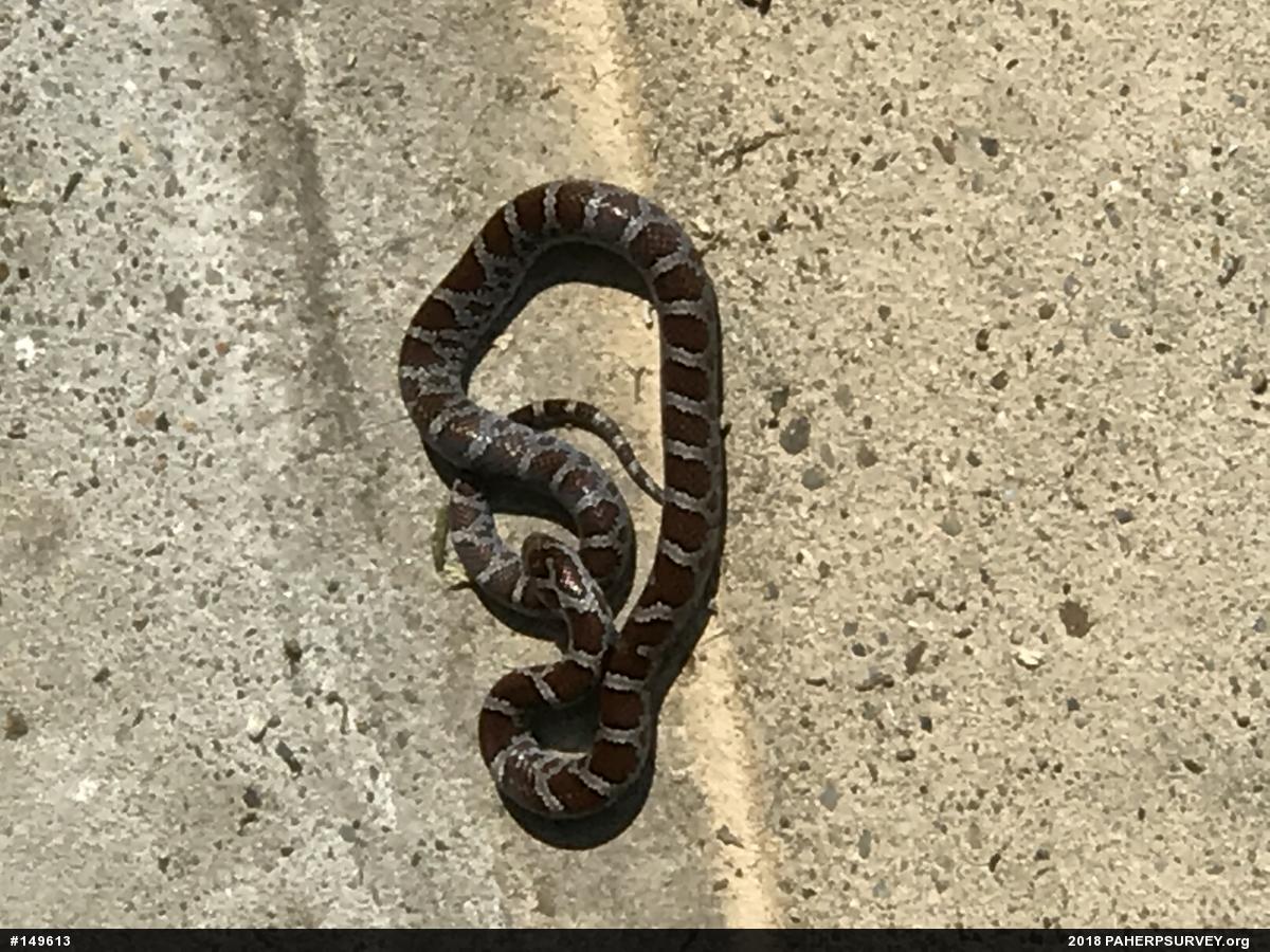 Eastern Milksnake
