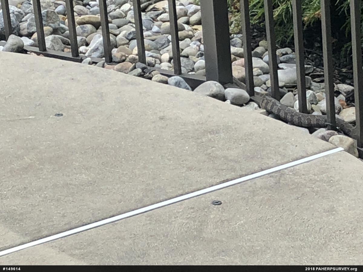 Northern Watersnake