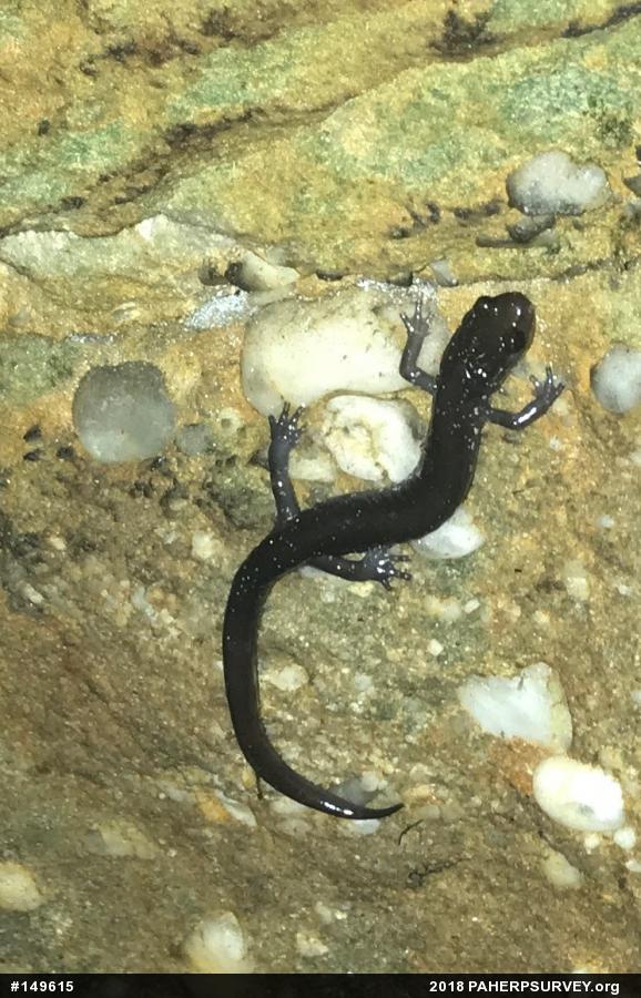 Wehrle's Salamander
