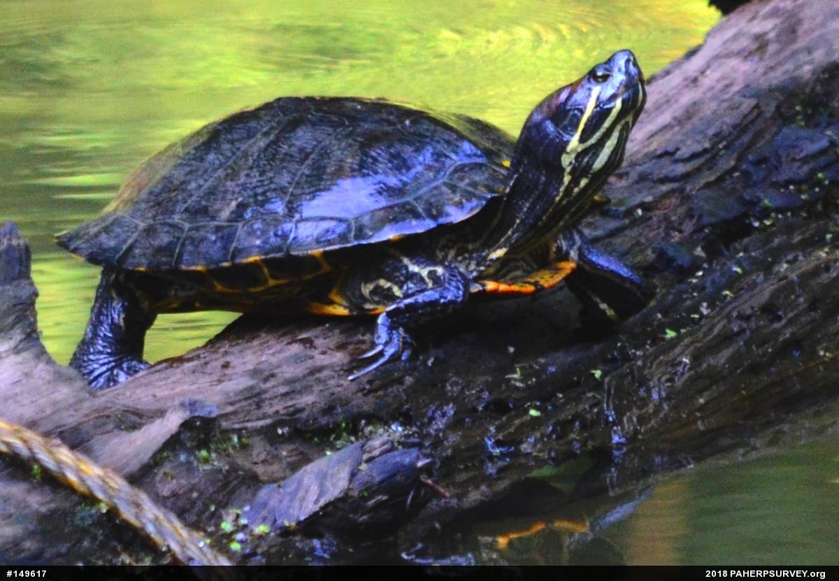 Red-eared Slider