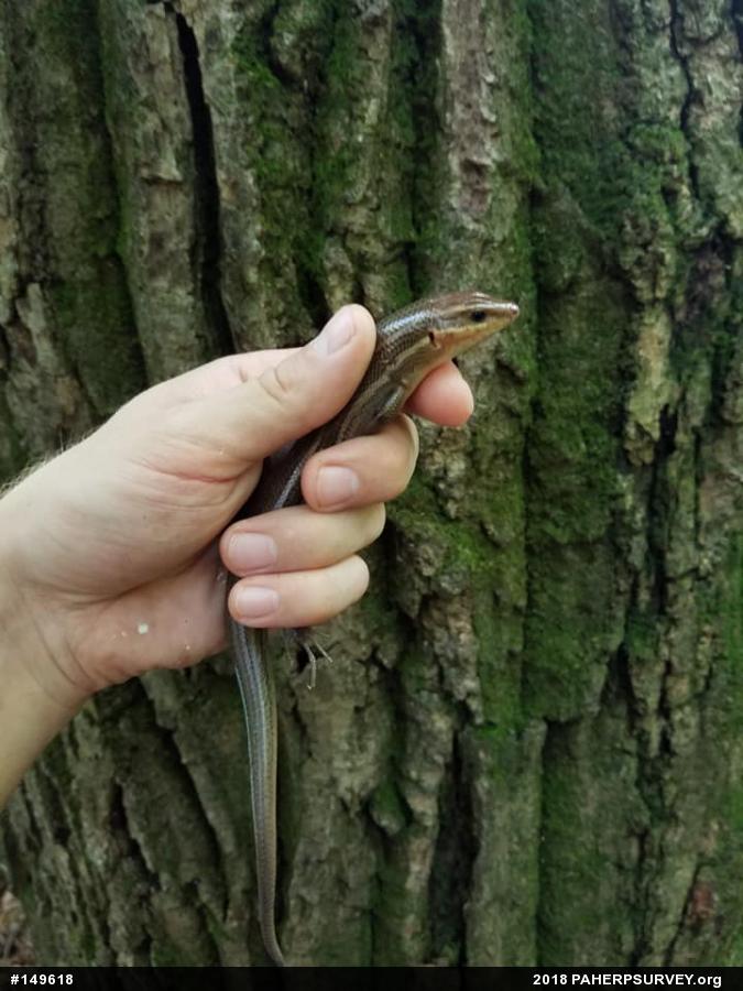 Broad-headed Skink