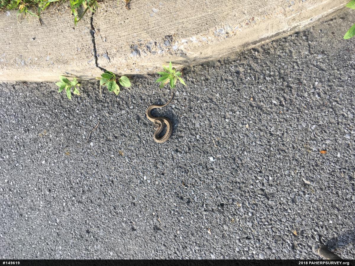 Dekay's Brownsnake