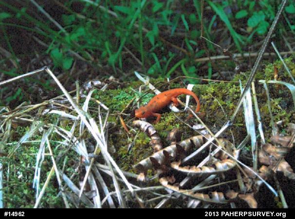 Red-spotted Newt