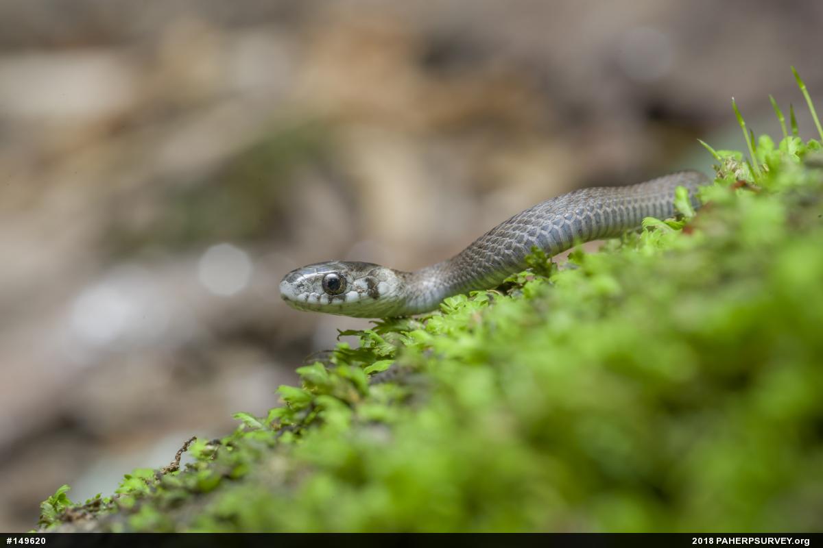 Dekay's Brownsnake