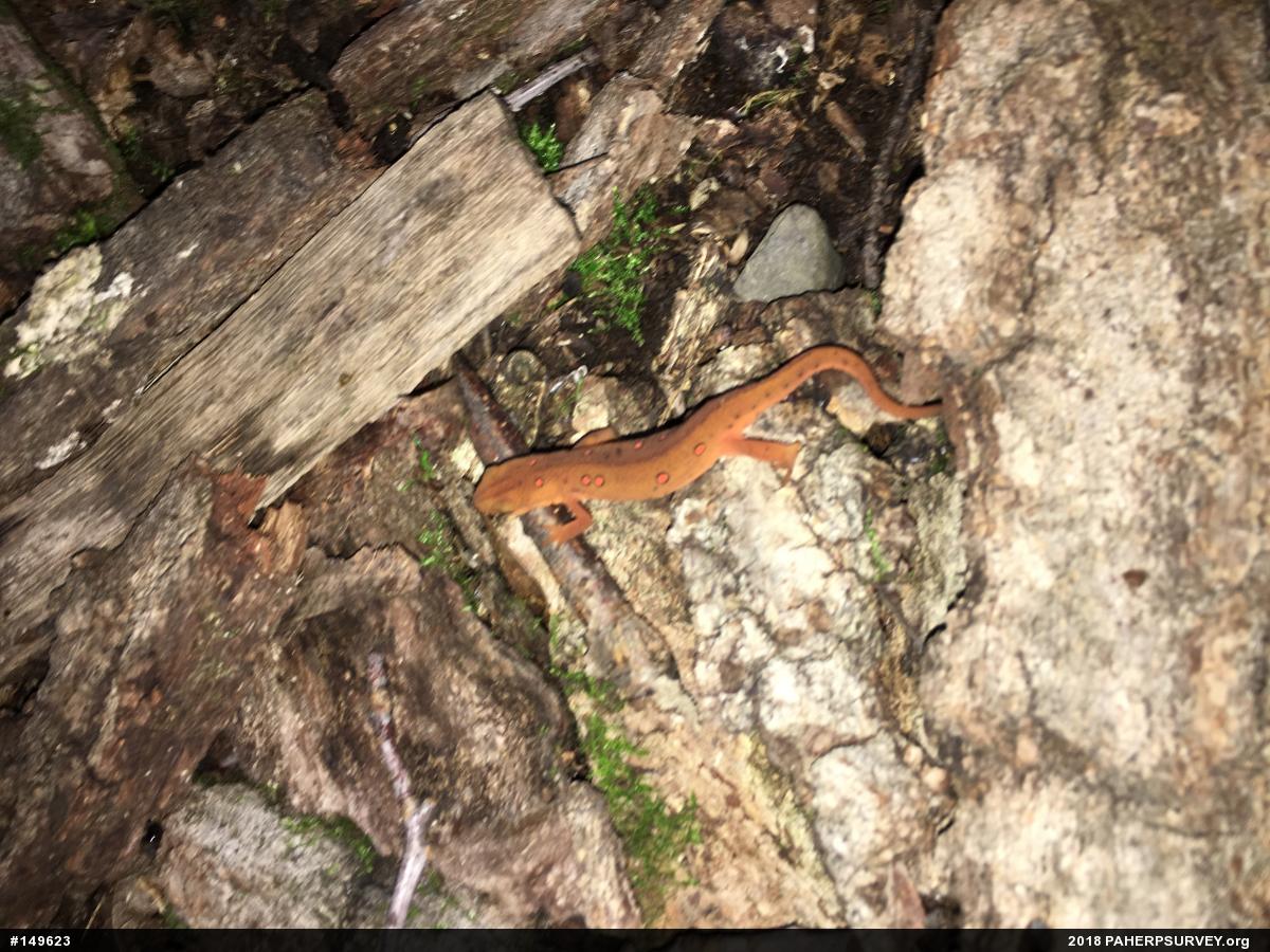Red-spotted Newt