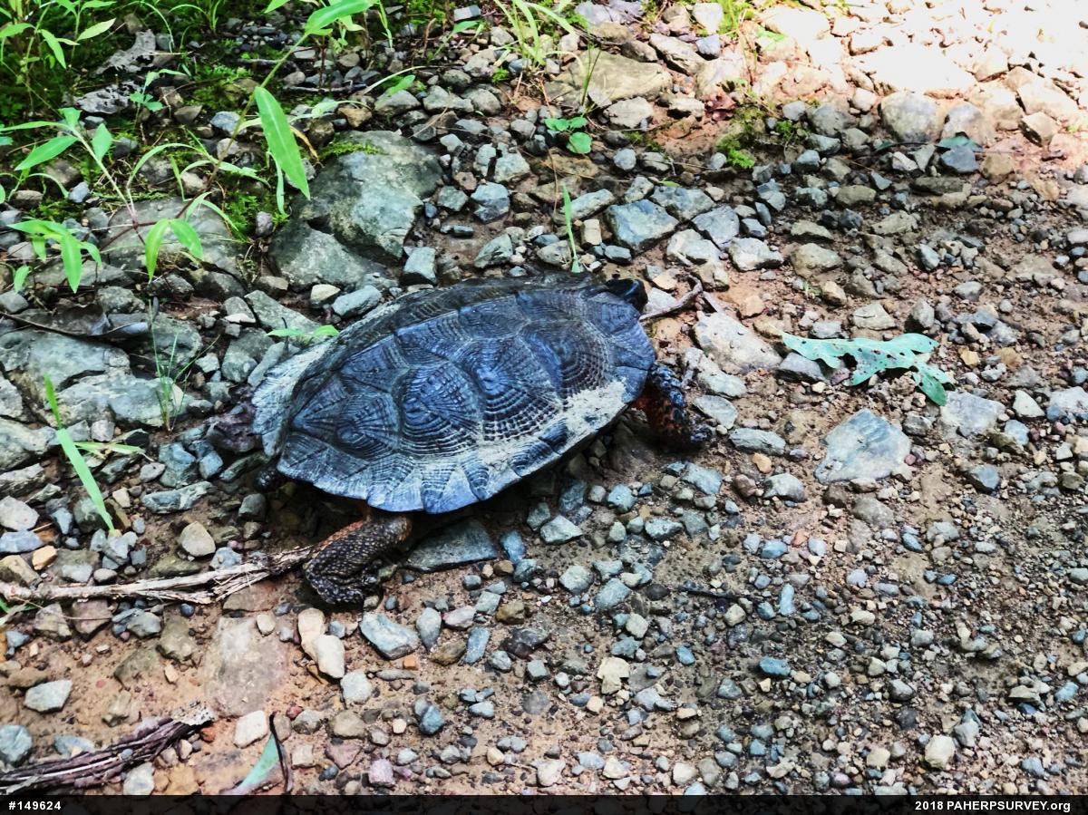 Wood Turtle