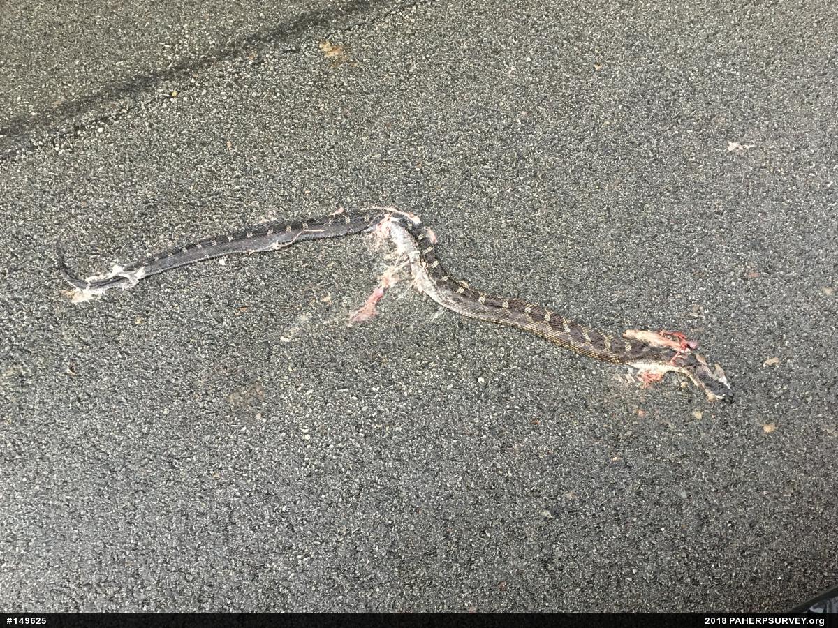 Eastern Ratsnake