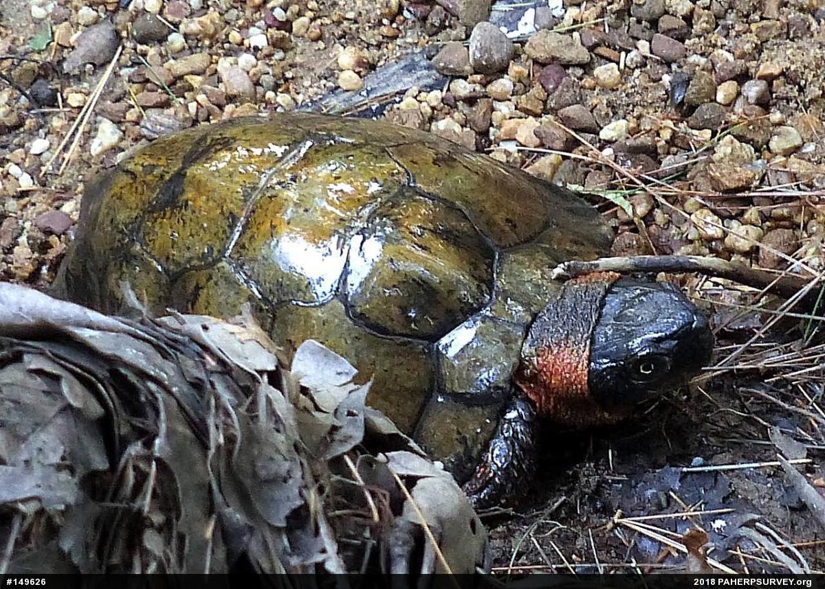 Wood Turtle