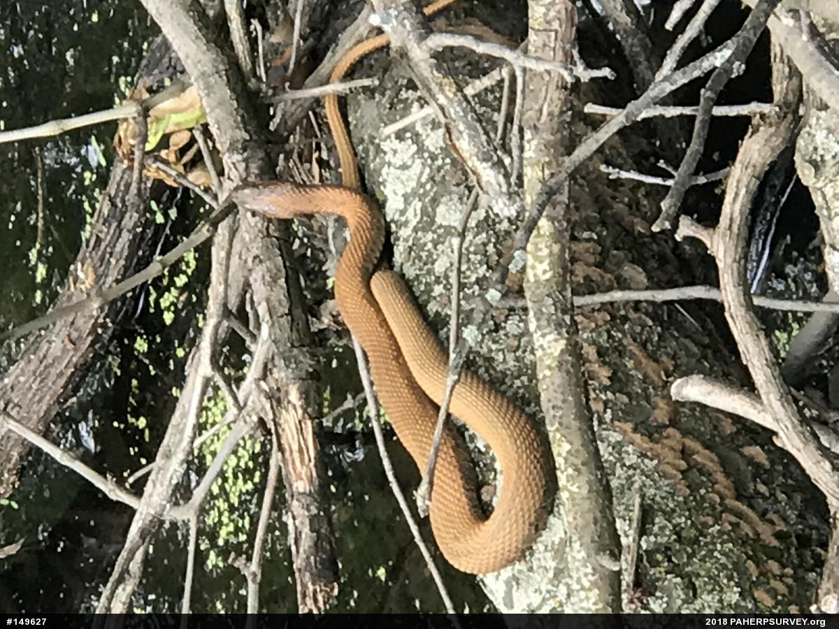 Northern Watersnake