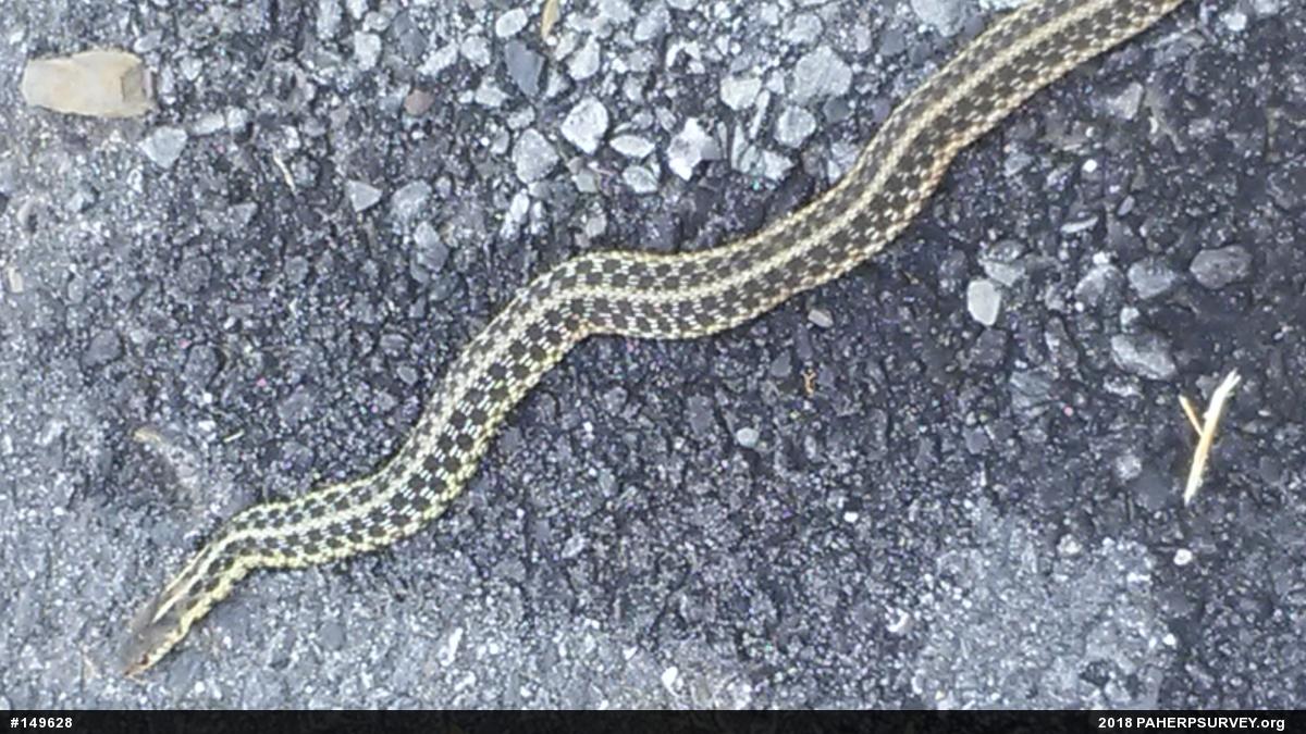 Eastern Gartersnake