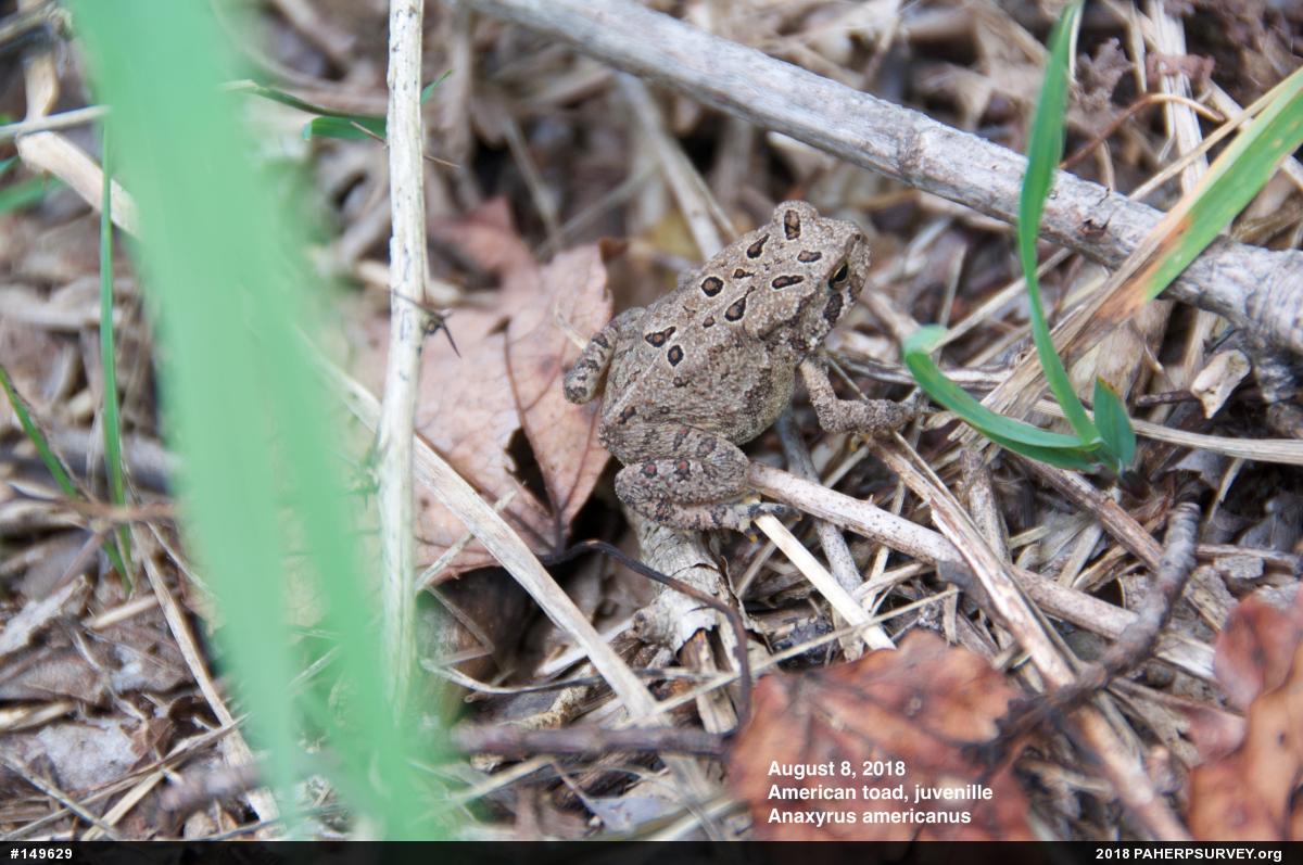 Eastern American Toad