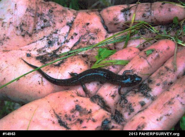 Northern Dusky Salamander