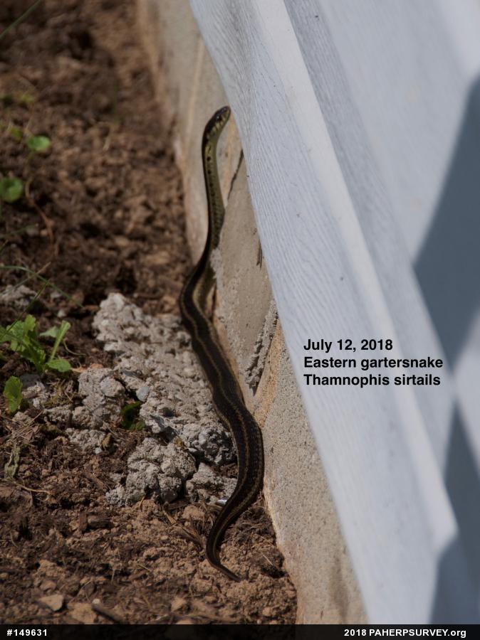 Eastern Gartersnake