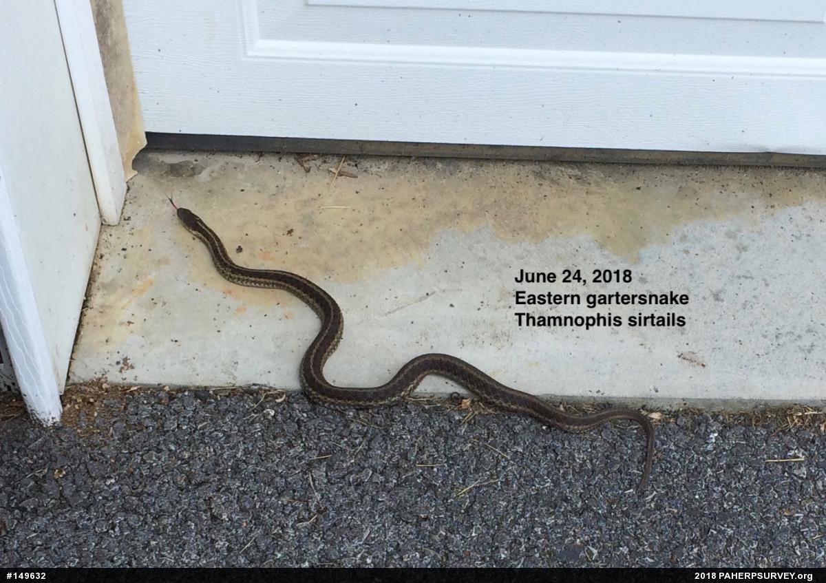Eastern Gartersnake