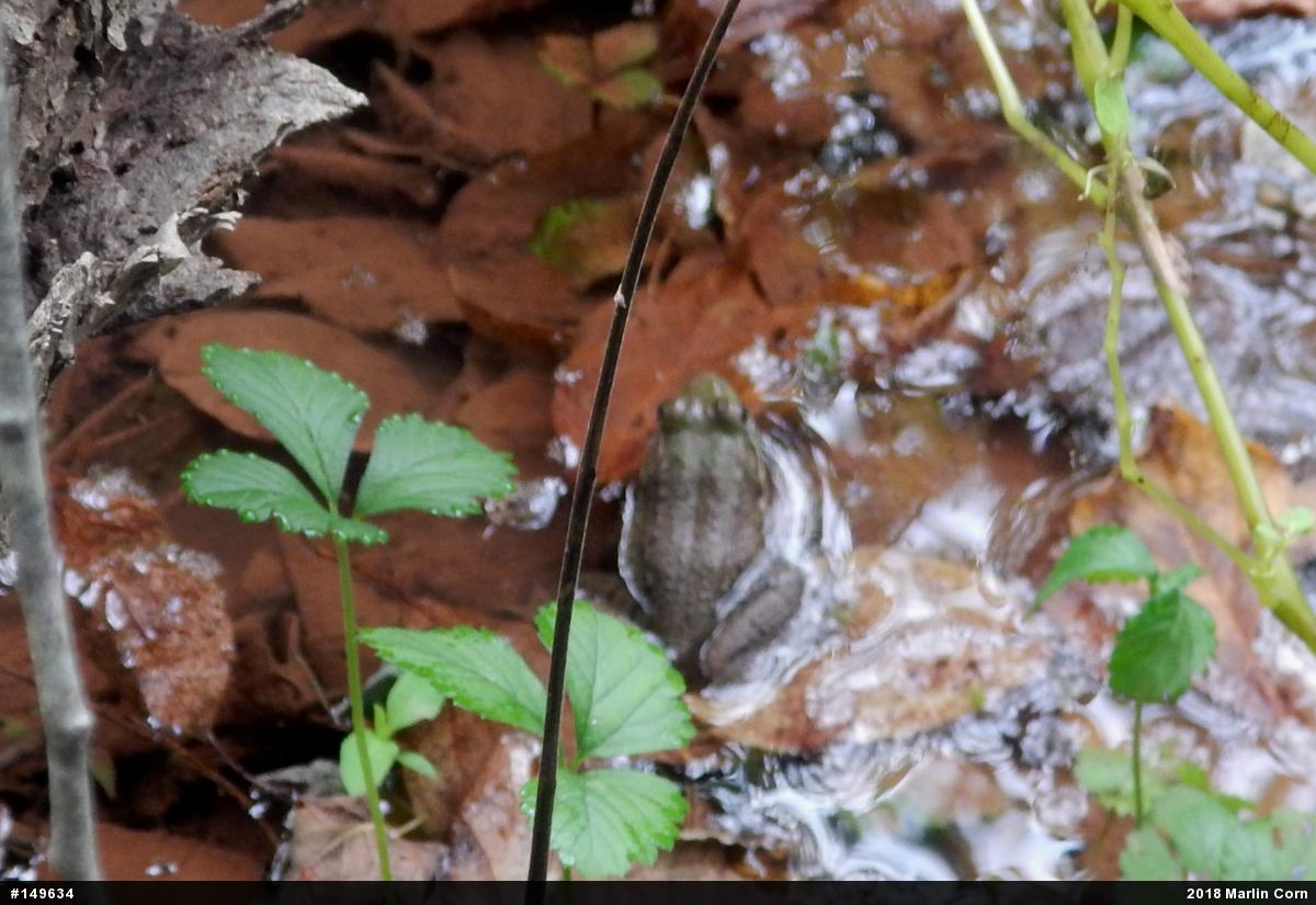 Green Frog