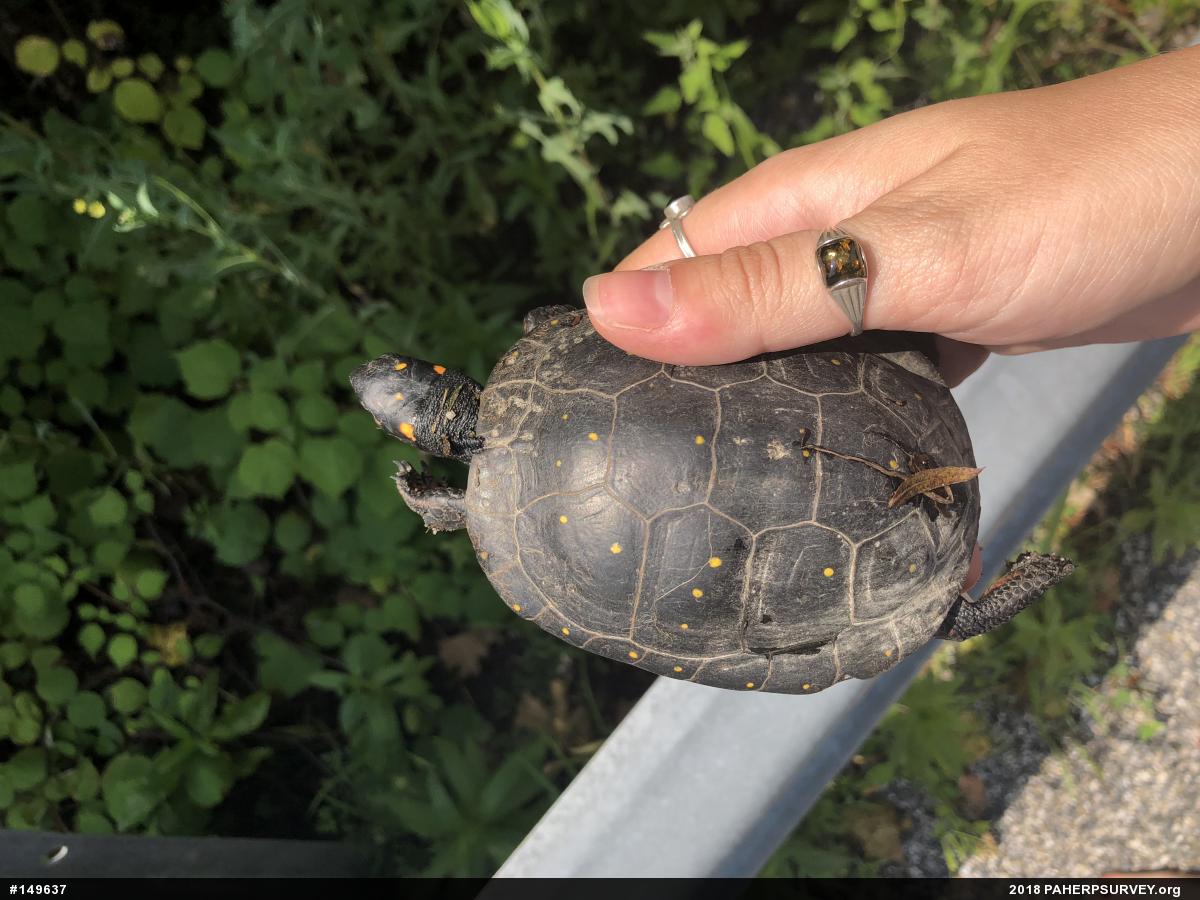 Spotted Turtle