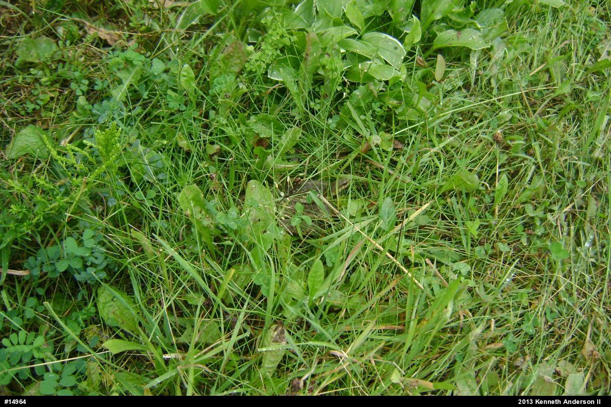 Eastern Gartersnake