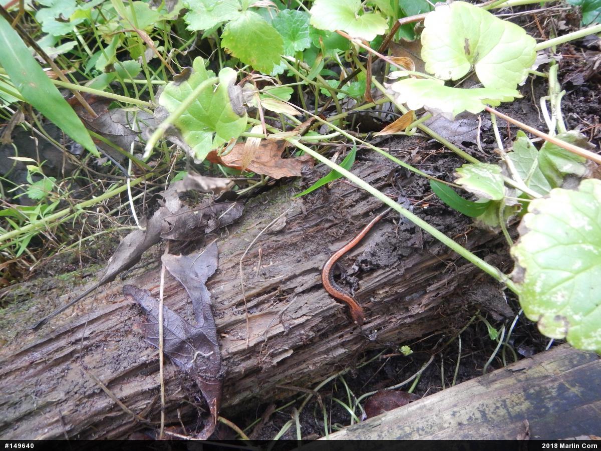 Eastern Red-backed  Salamander