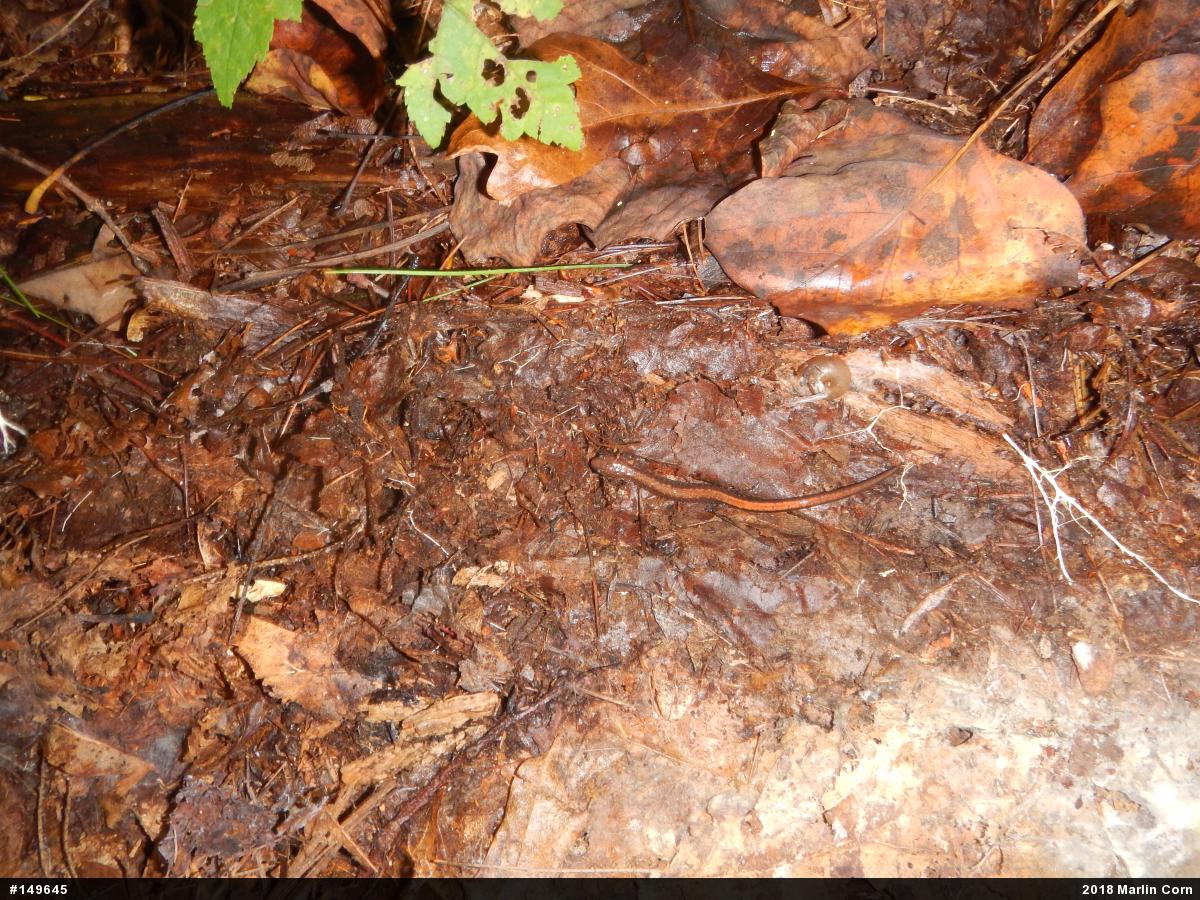 Eastern Red-backed  Salamander
