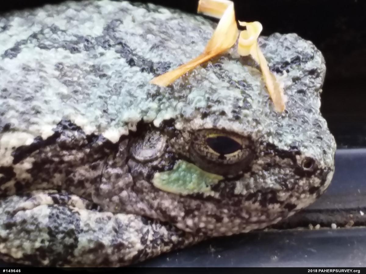 Unknown Gray Treefrog