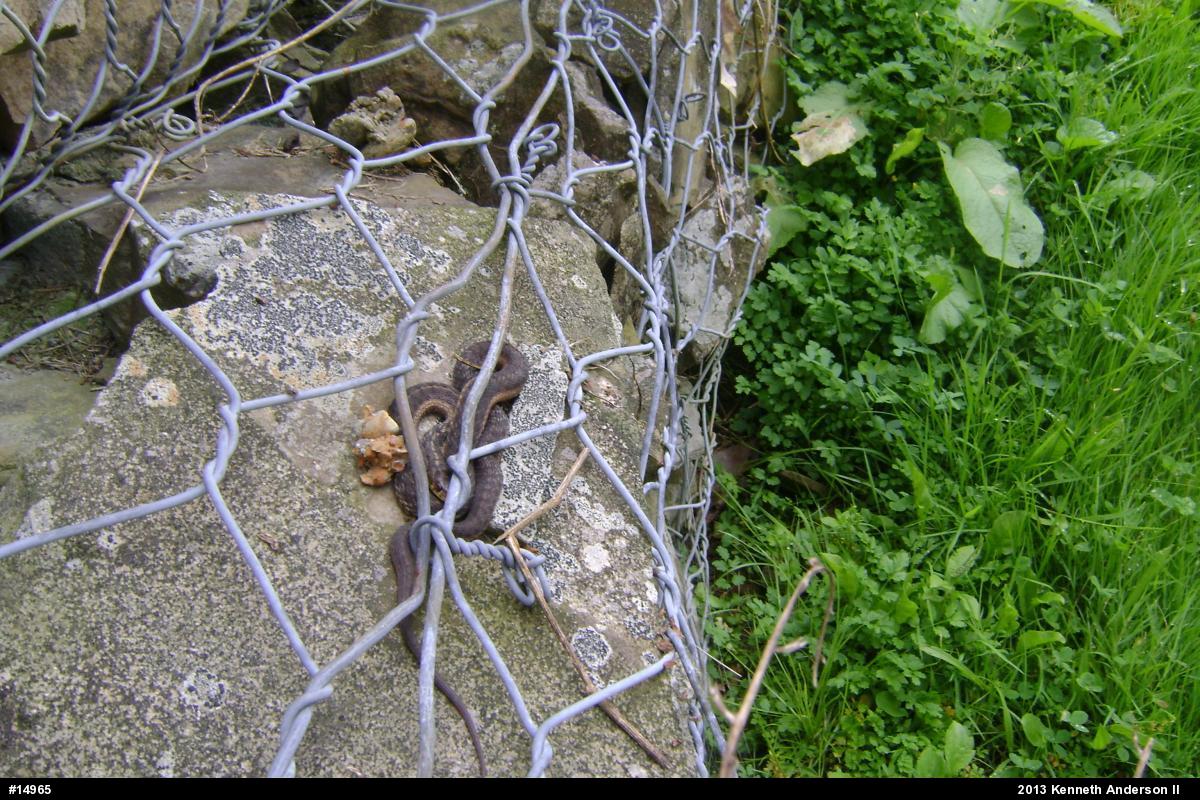 Eastern Gartersnake