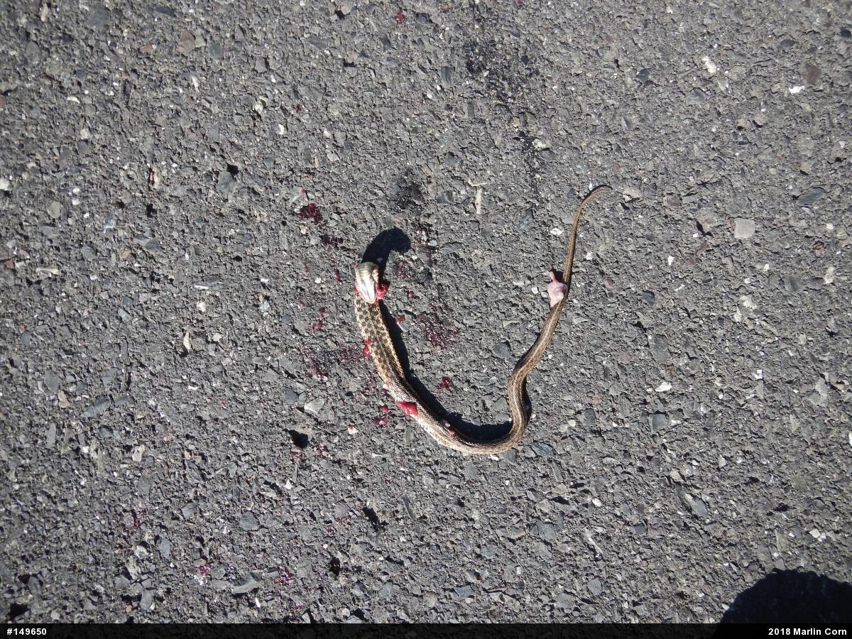 Eastern Gartersnake