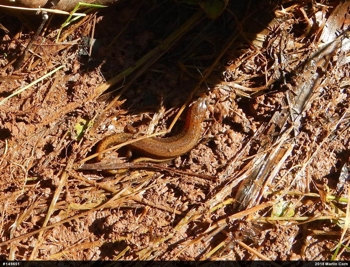 Northern Two-lined Salamander