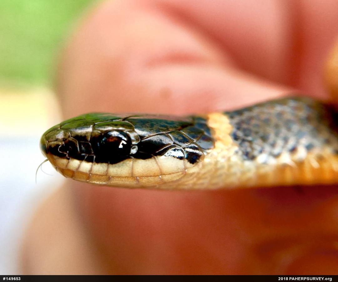 Northern Ring-necked Snake
