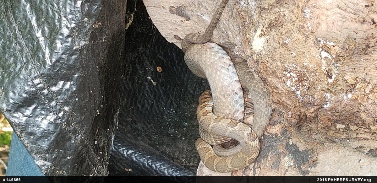 Northern Watersnake