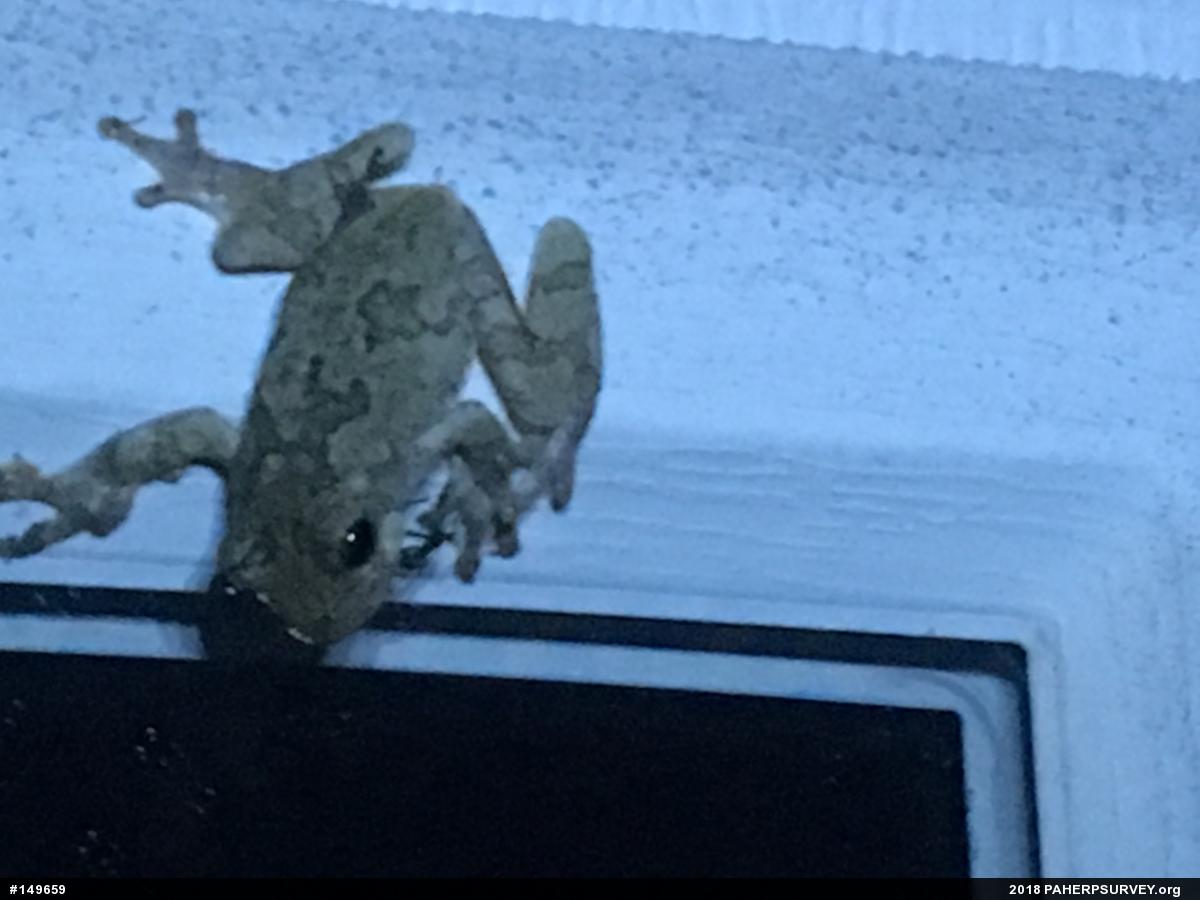 Unknown Gray Treefrog