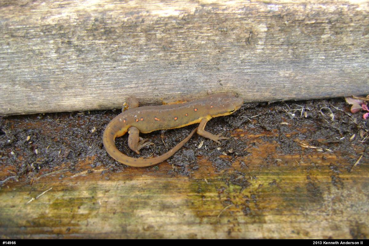 Red-spotted Newt