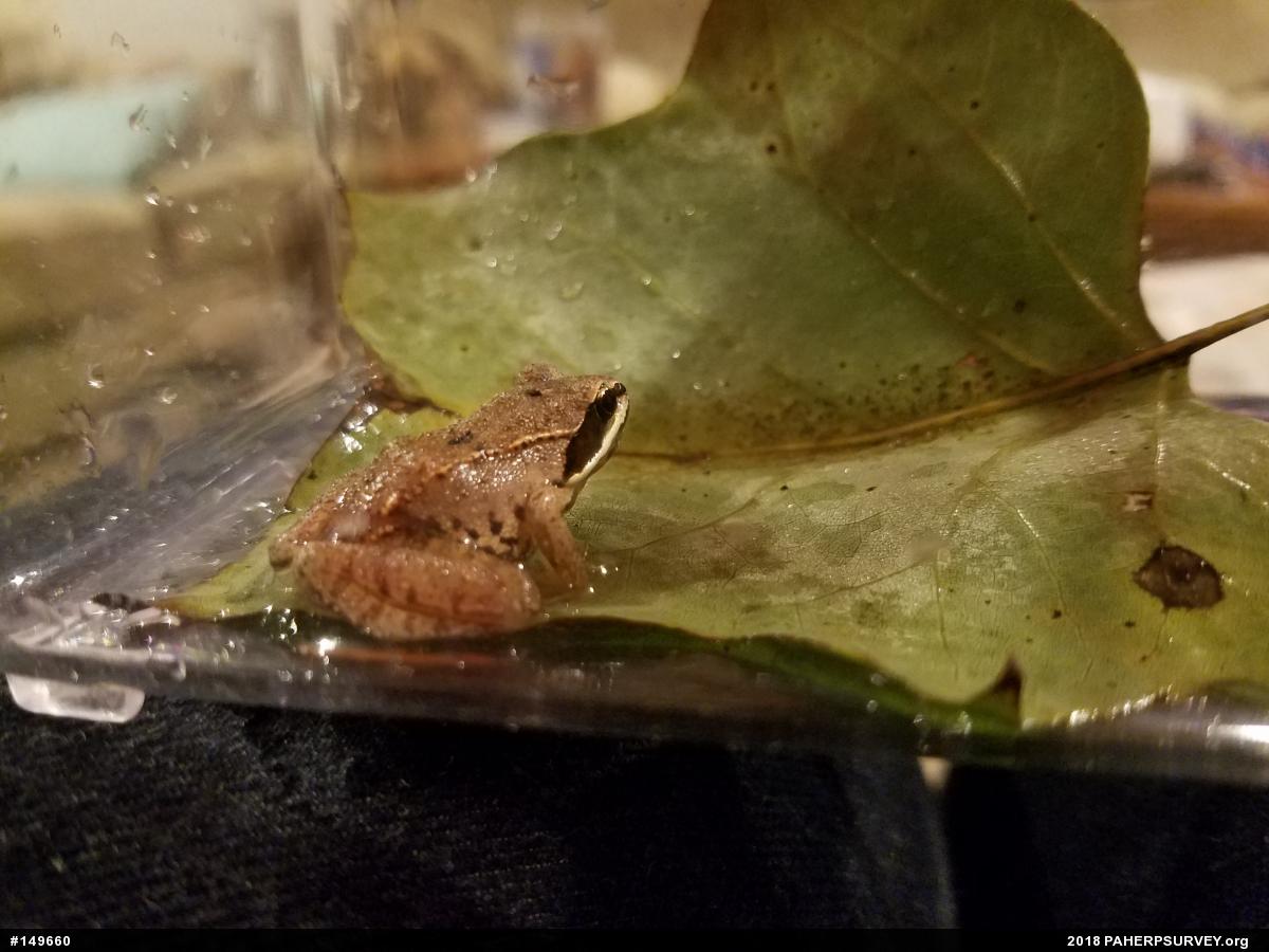 Wood Frog
