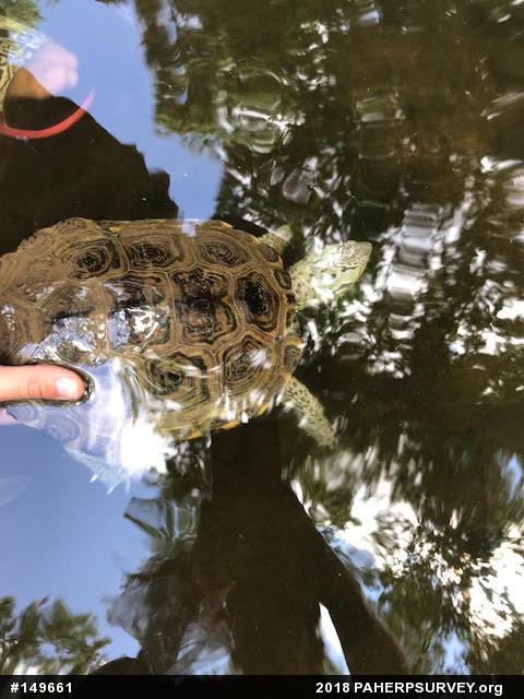 Diamondback Terrapin