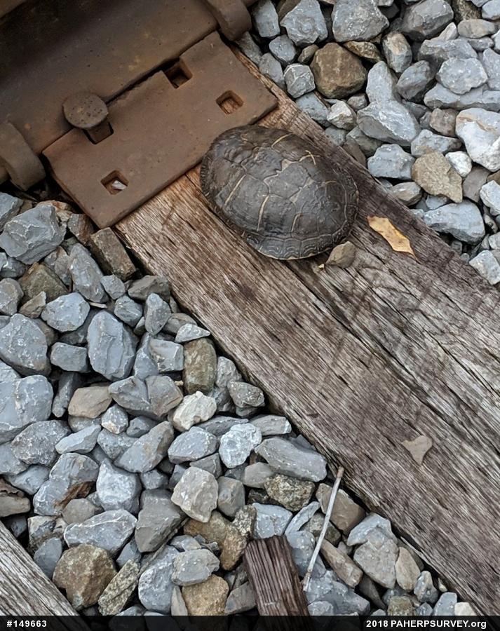 Midland Painted Turtle