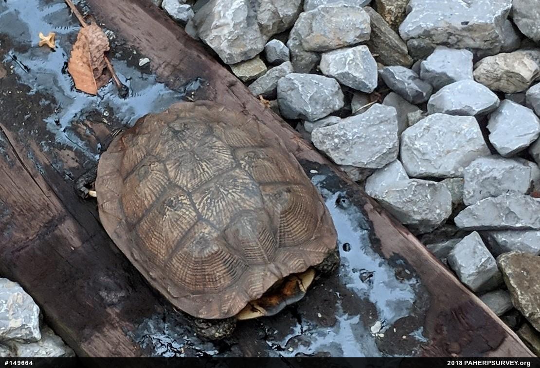Wood Turtle