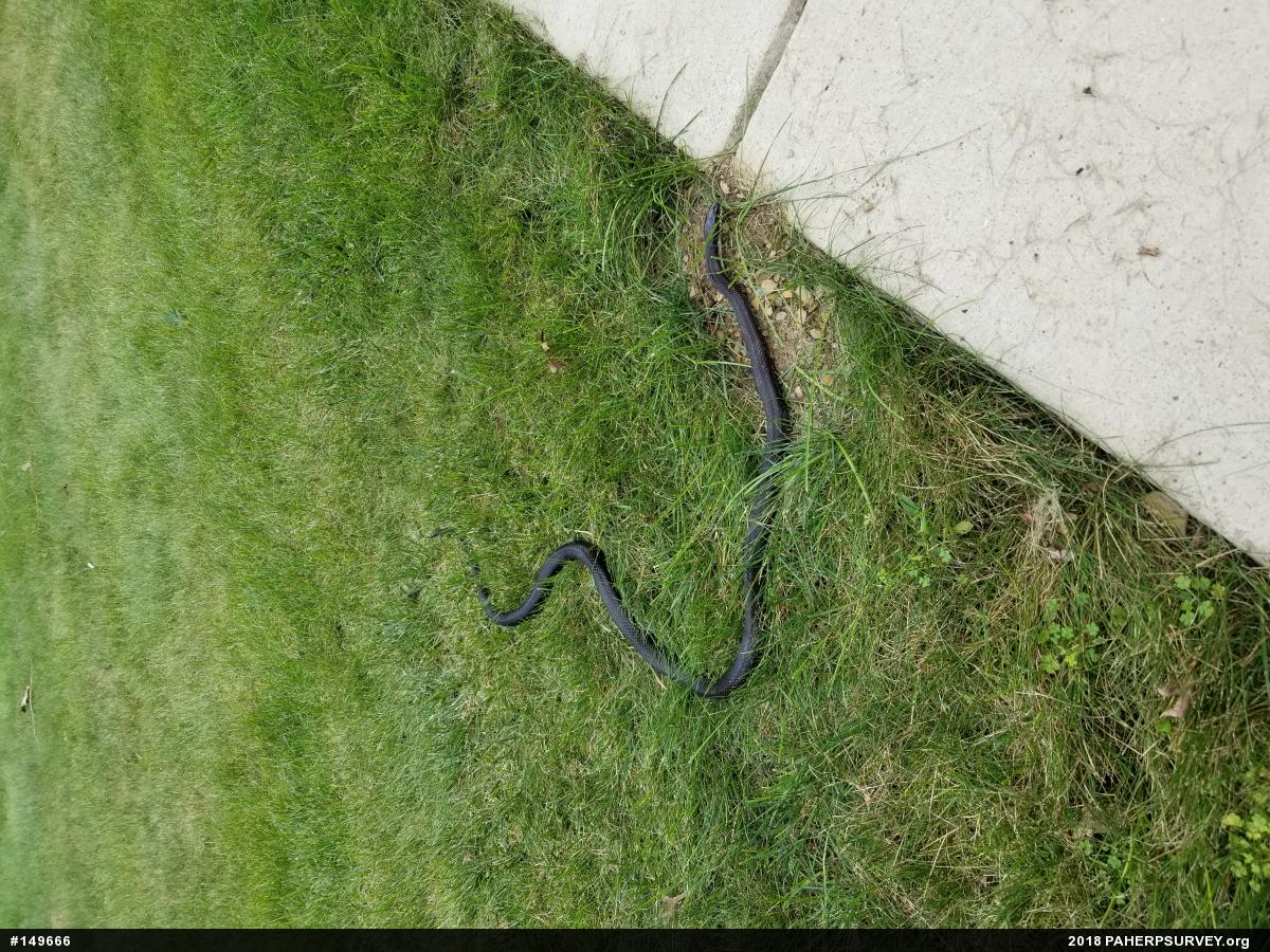 Eastern Ratsnake