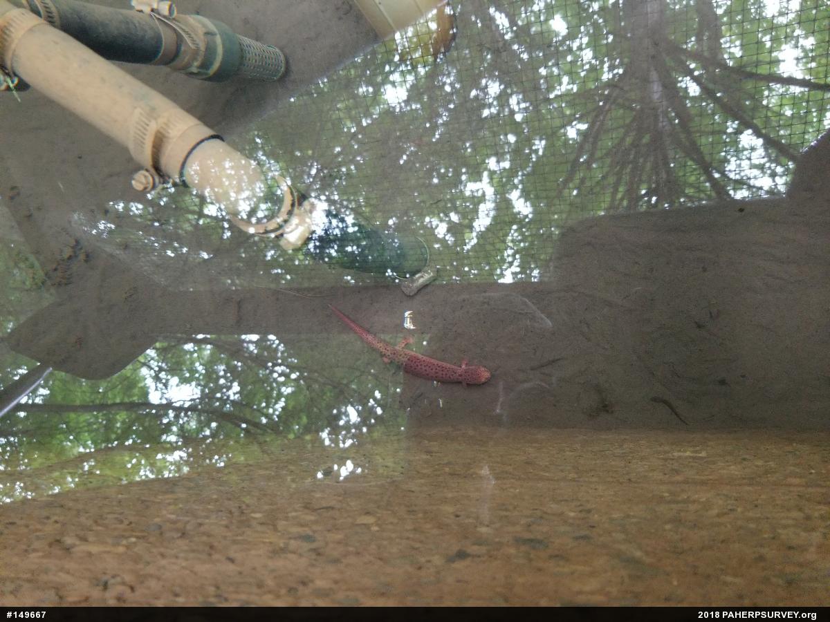 Northern Red Salamander