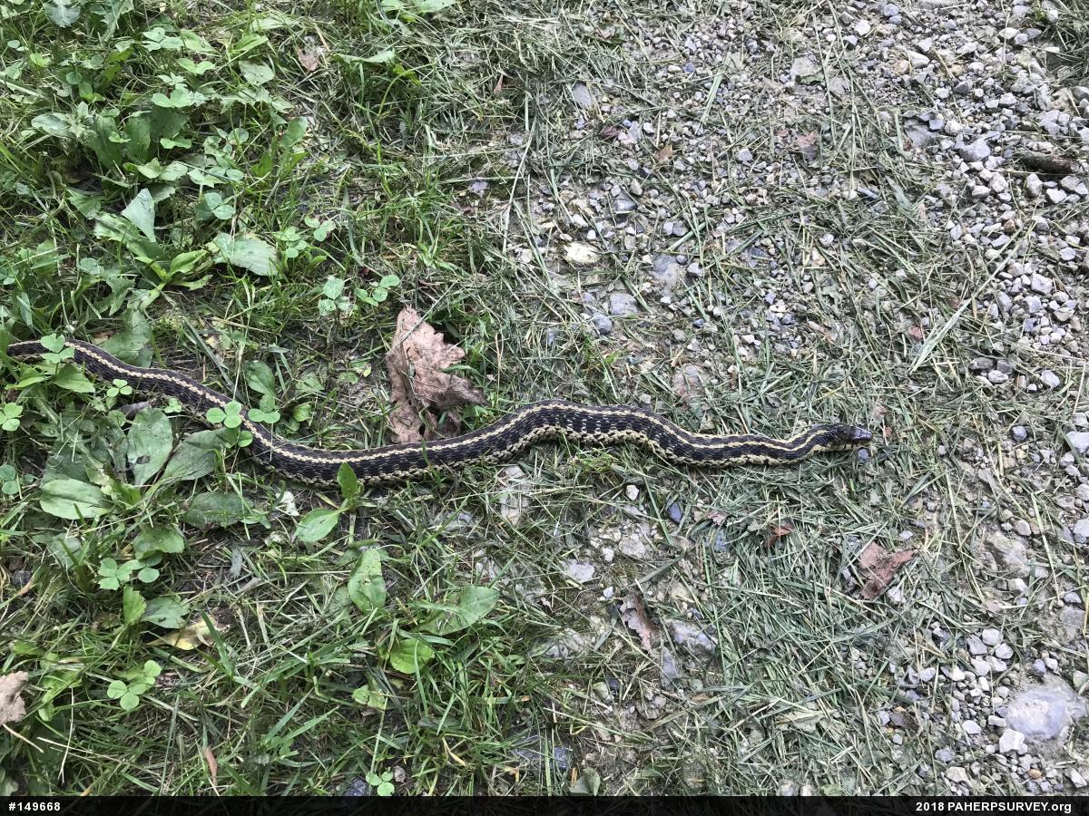 Eastern Gartersnake