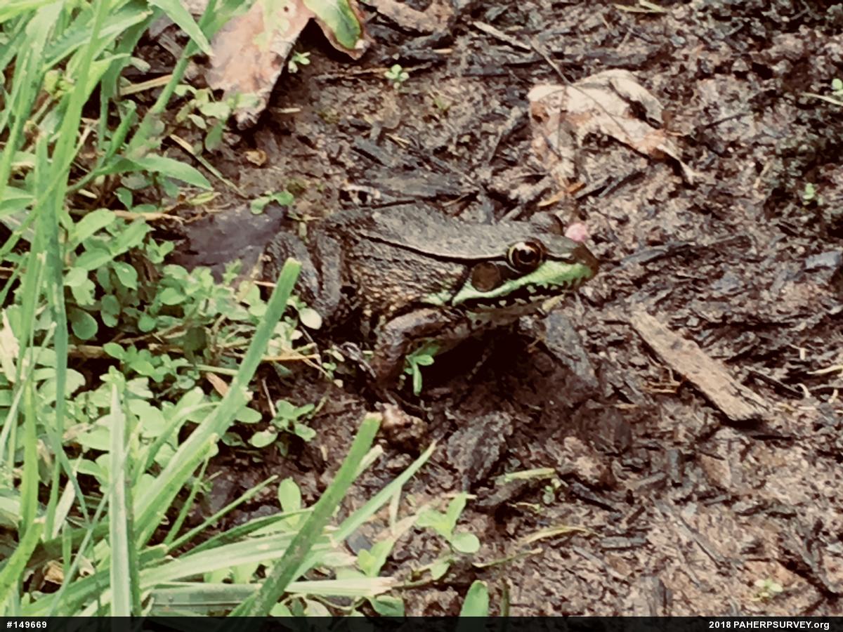 Green Frog
