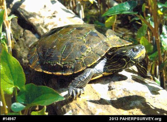 Northern Map Turtle