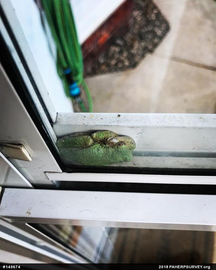 Unknown Gray Treefrog