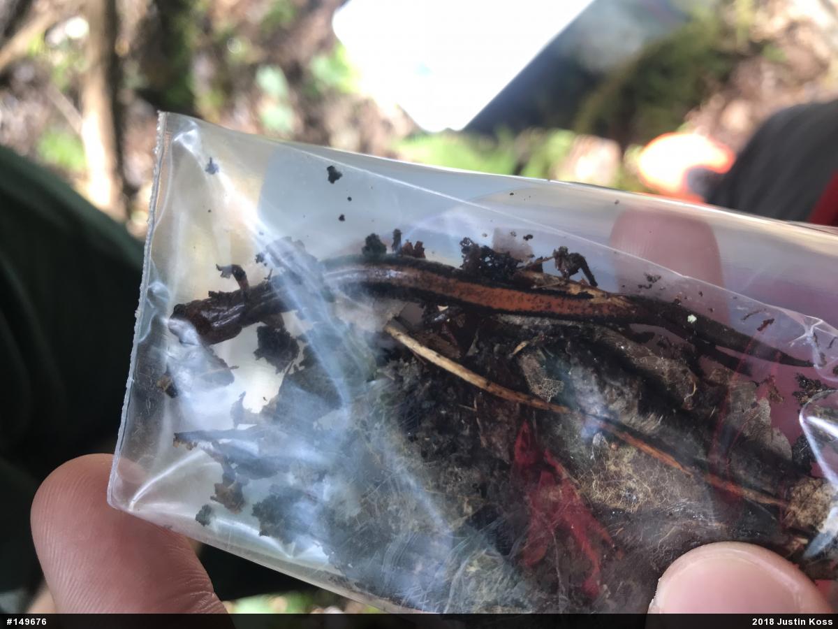 Eastern Red-backed  Salamander