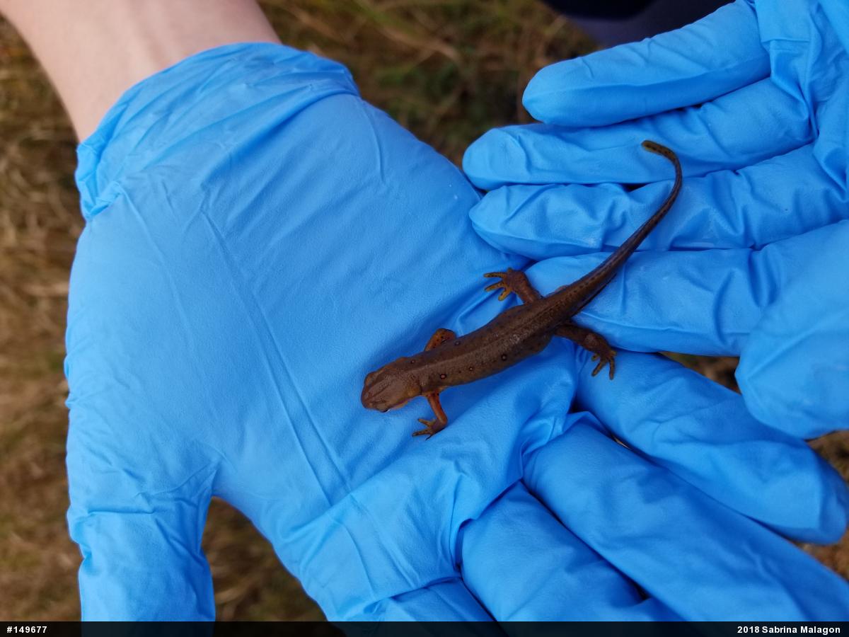 Red-spotted Newt